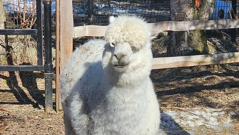 Alaska Zoo 2024 Llama